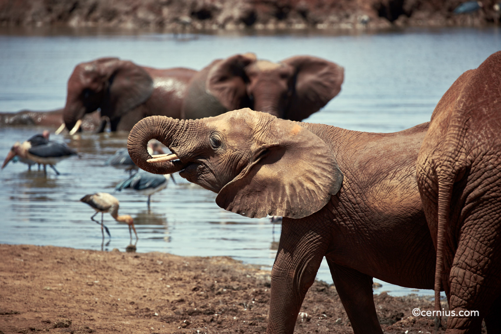 Elephant Tsavo Park Kenya | Juozas Cernius