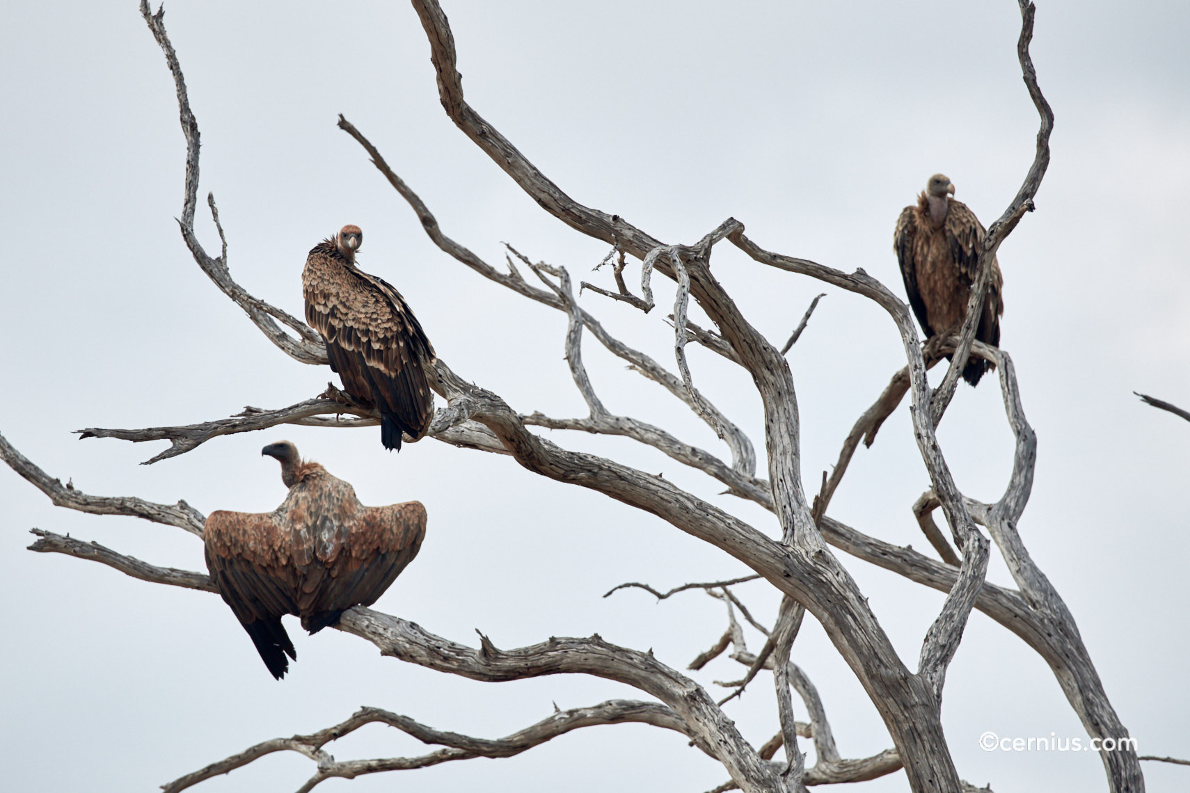 Vultures in Masai Mara Kenya | Juozas Cernius