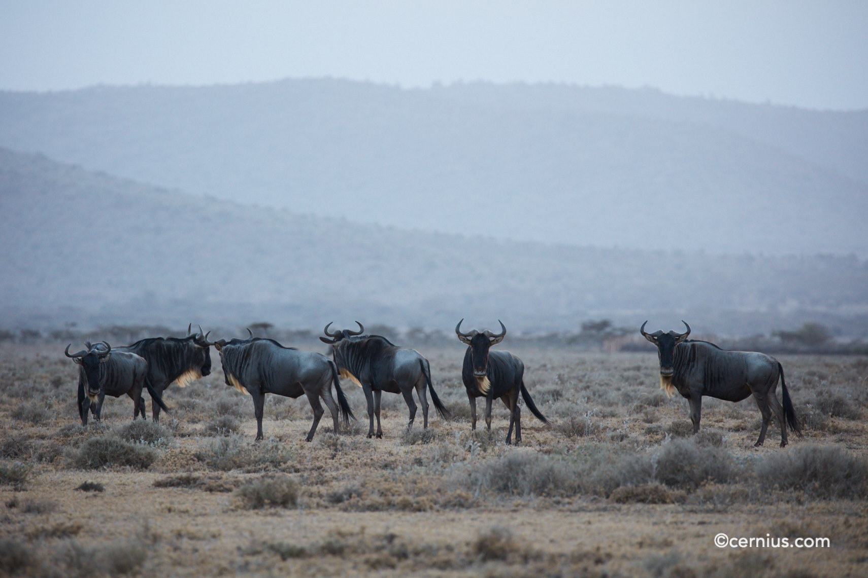 Wildebeest Loita Plains of Kenya | Juozas Cernius
