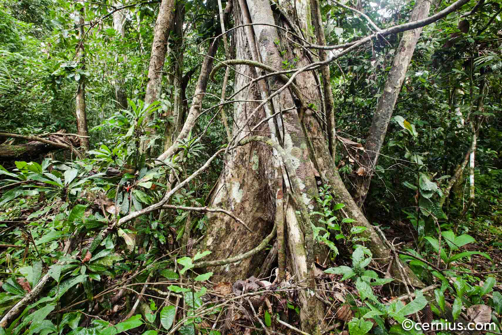 Amazon Basin, Bolivia | Juozas Cernius
