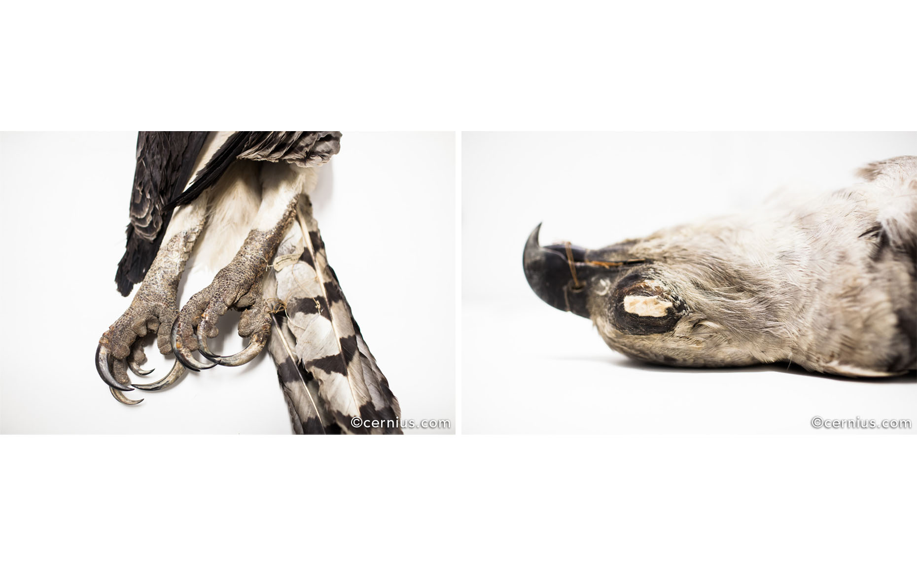 Natural History Stillness | Juozas Cernius