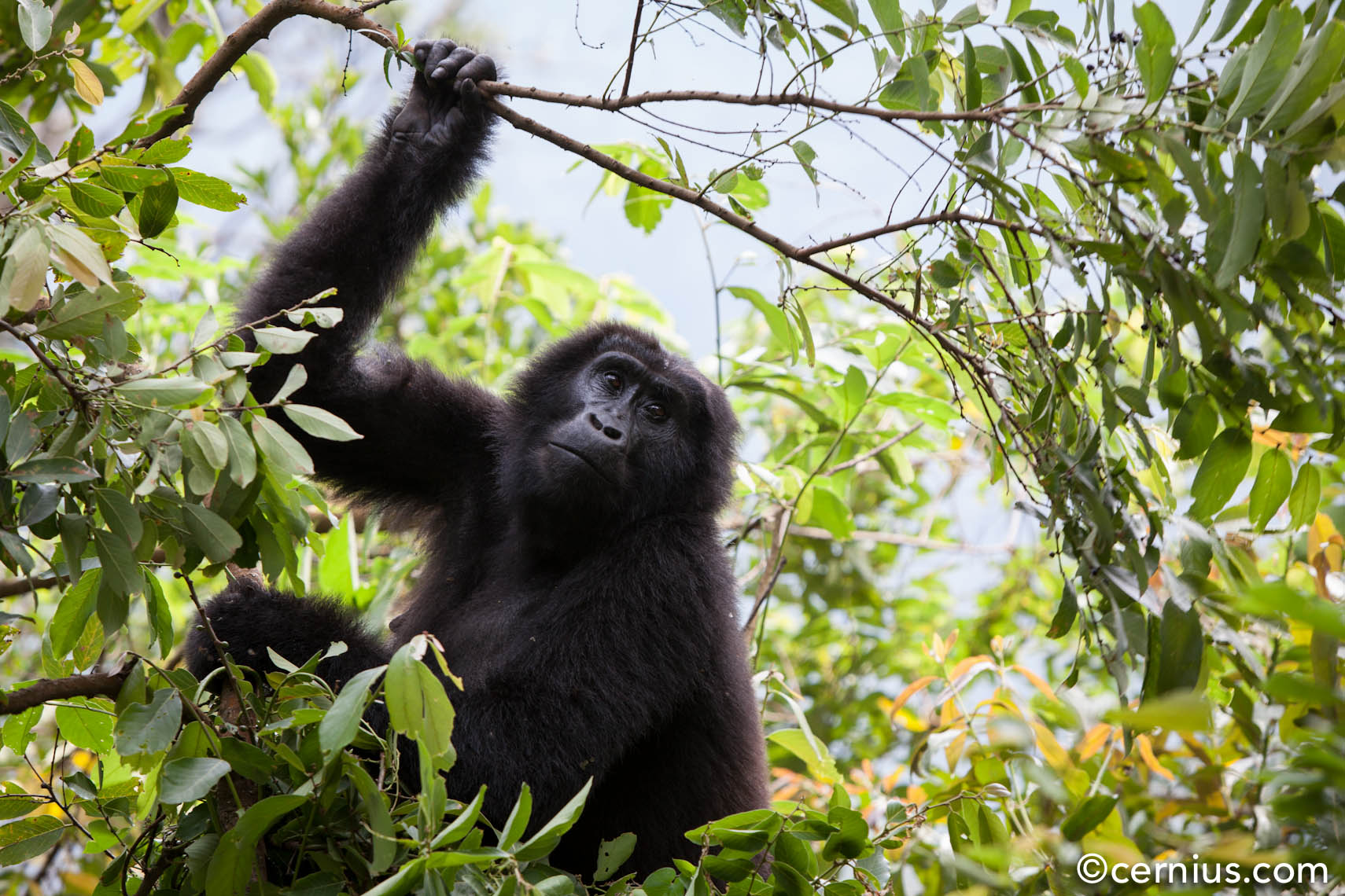 Animals | Gorilla, Uganda